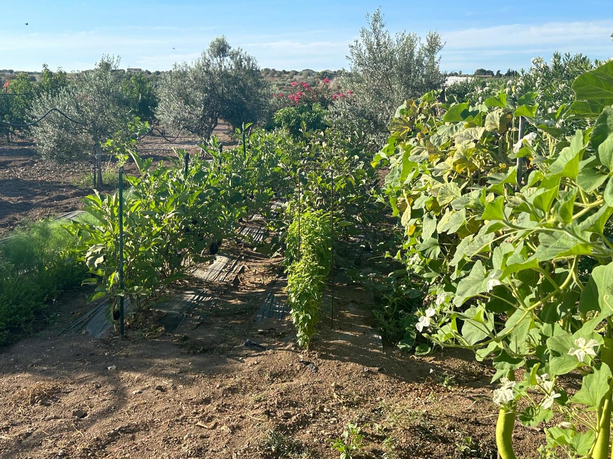 Baglio Il Gelso E L'Ulivo Appartamento Il Carrubo Reitani Εξωτερικό φωτογραφία